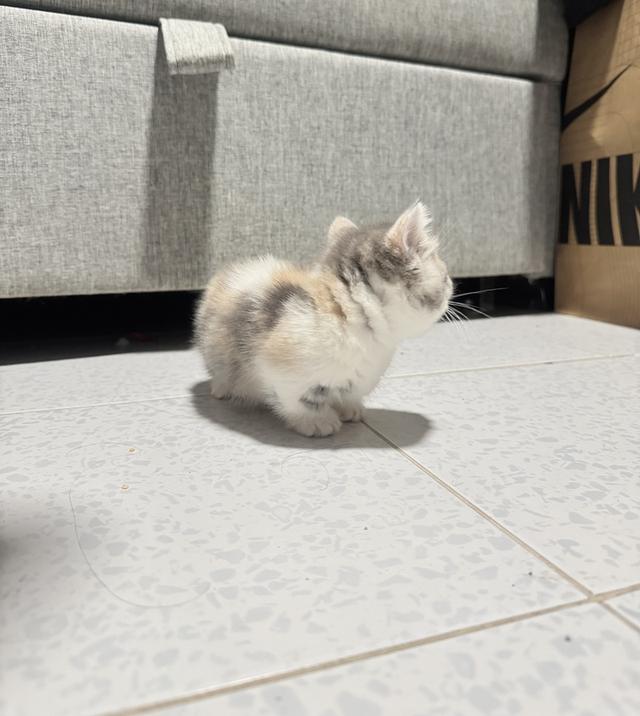 ลูกแมวพันธุ์มัชกิ้นขาสั้น 6