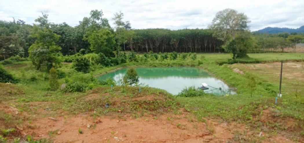 ขาย ที่ดิน สวนทุเรียน 16 ไร่ 1 งาน 40 ตร.วา ให้ผลผลิตแล้ว อ.บ่อไร่ จ.ตราด 3