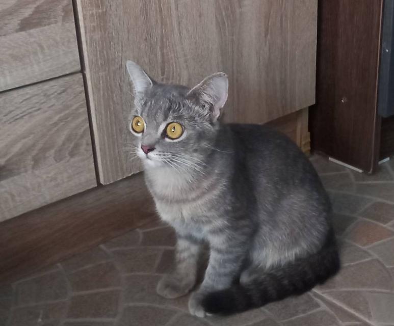 แมว พันธ์ผสม วิเชียรมาศ กะ สก็อตติส รูปที่ 2