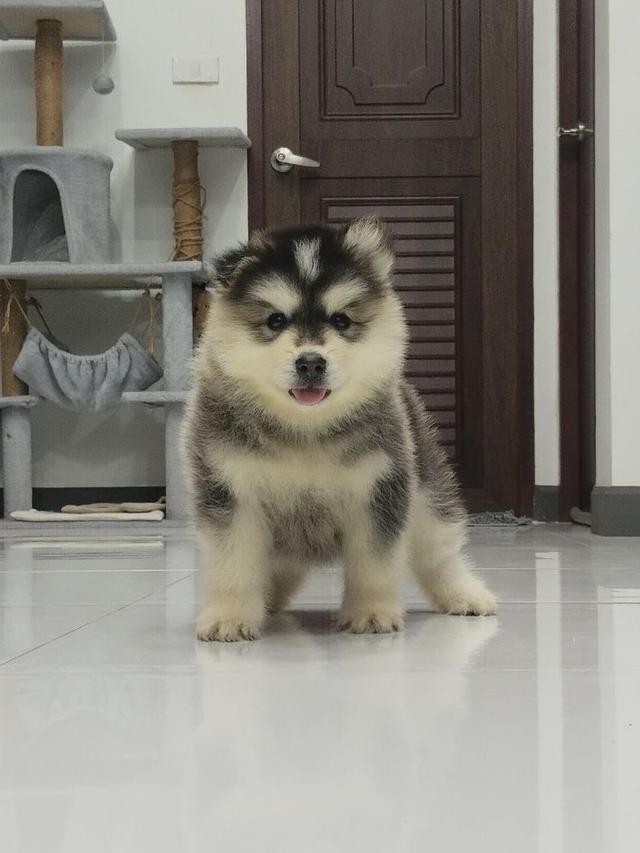 ไซบีเรียน เชียงใหม่