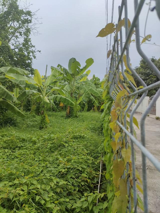 ขายที่ดินเปล่าถมแล้วในถนนลาดพร้าวซอย 48 กรุงเทพมหานคร 7