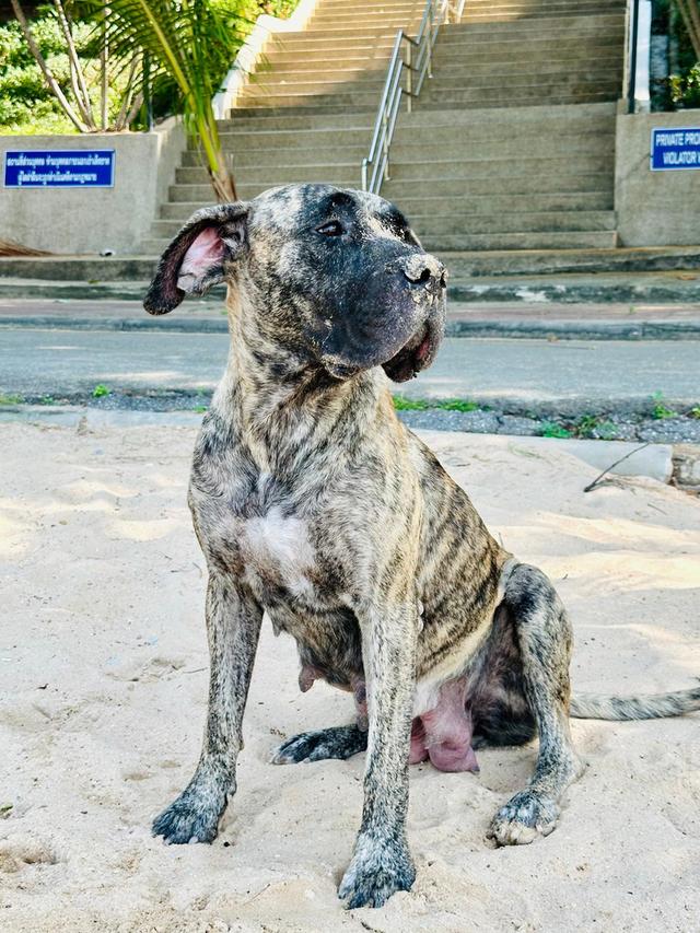 PRESA CANARIO (CANARY ISLANDS) รูปที่ 3