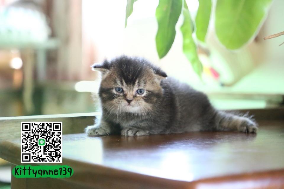 แมวเปอร์เซียผสมบริติชwcf รูปที่ 5