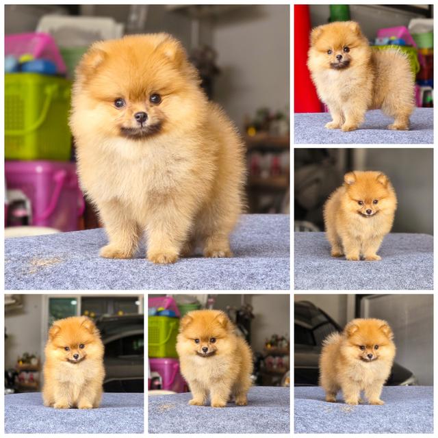 ปอมหน้าหมีพันธุ์แท้น้องบีเอ็ม