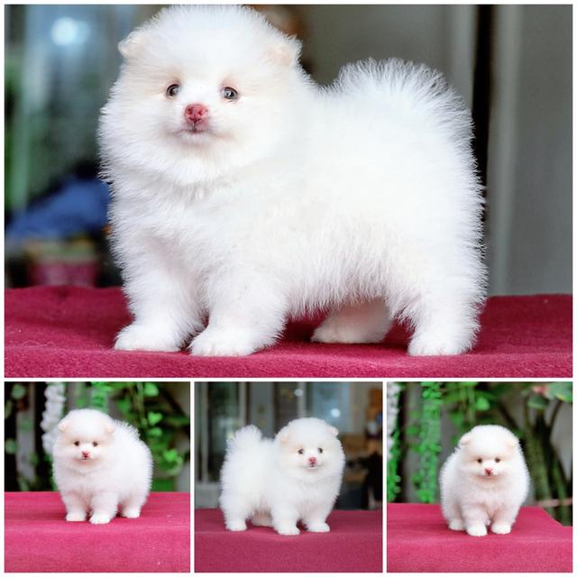 Pomeranianเพศผู้สีขาวล้วนขาวโอโม่ไซส์เล็กพร้อมซน