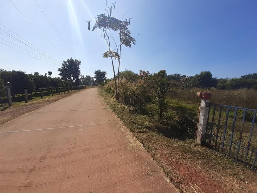 บ้านพร้อมที่ดิน 40 ไร่ จังหวัดพิษณุโลก อำเภอเนินมะปราง 8