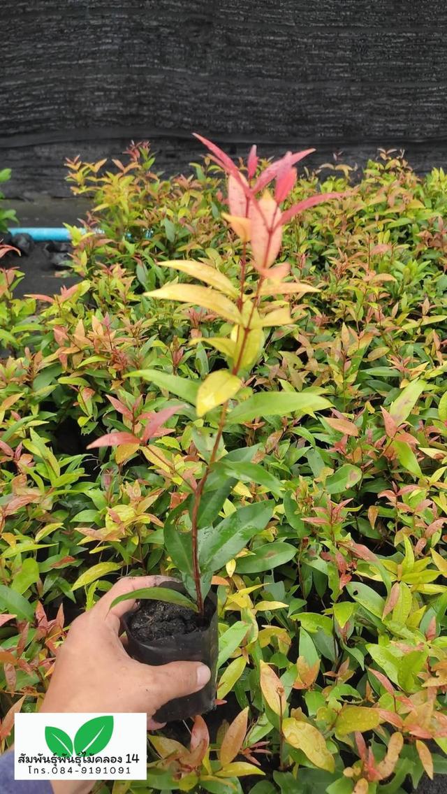 ต้นคริสติน่า คริสติน่า