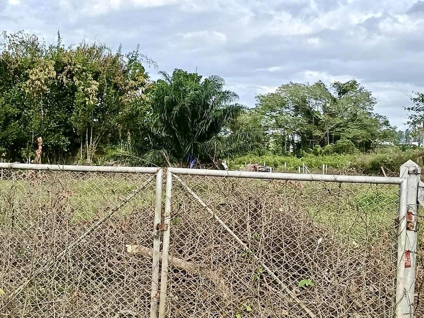 ที่ดินเปล่าเนื้อที่ขนาด1ไร่ 3