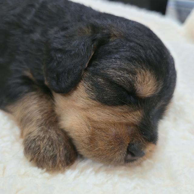 สุนัขบีเกิ้ลผสมพุดเดิ้ล