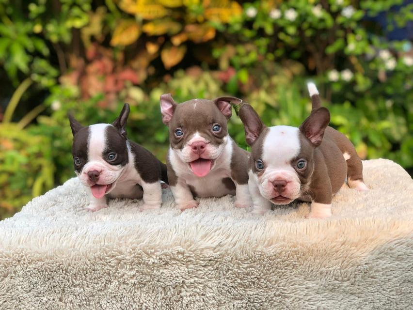 บูลลี่เอ็กโซติกอายุเดือนกว่า