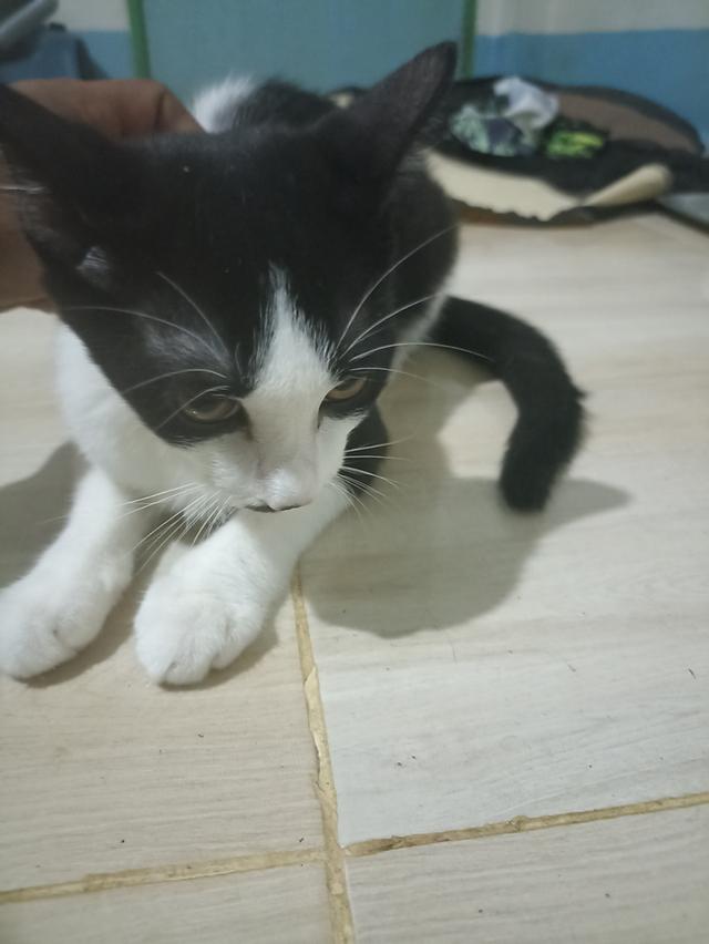 แมว พันธุ์ผสม น่ารักๆ