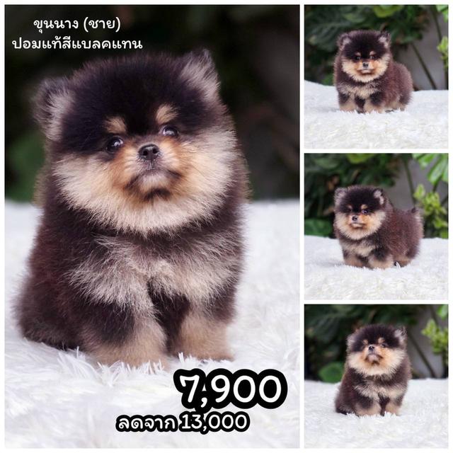 ปอมเมอเรเนียนแท้ พร้อมย้ายบ้าน พิกัดรามอินทรา 3