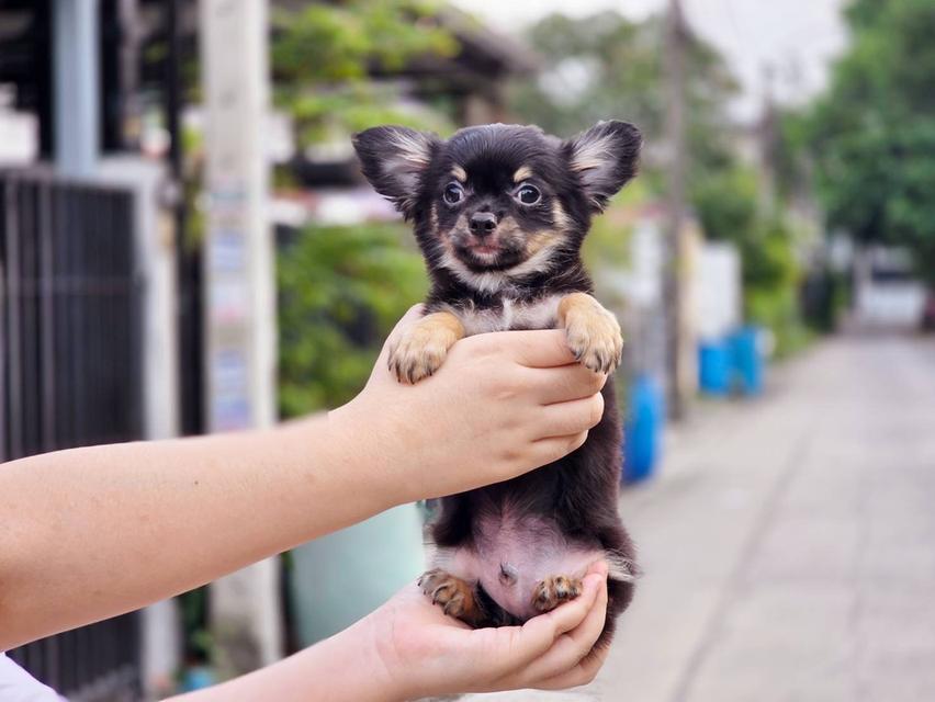 ชิวาวาแท้ขนยาว สีแบล็คแทน ผู้ พร้อมย้ายบ้าน