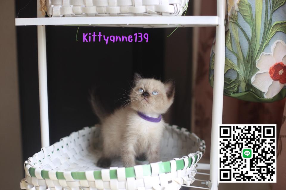 น้องแมวลูกครึ่งสก็อตติชเปอร์เซีย 16