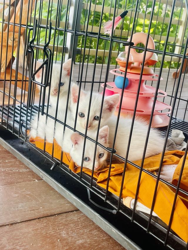 แมวสายพันธุ์ขาวมณี(The White Pearl),แมวสายพันธุ์สก็อตติชโฟลด์(Scottish fold) 5