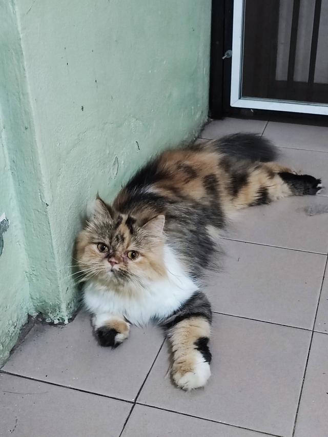 Persian big femail cats รูปที่ 8
