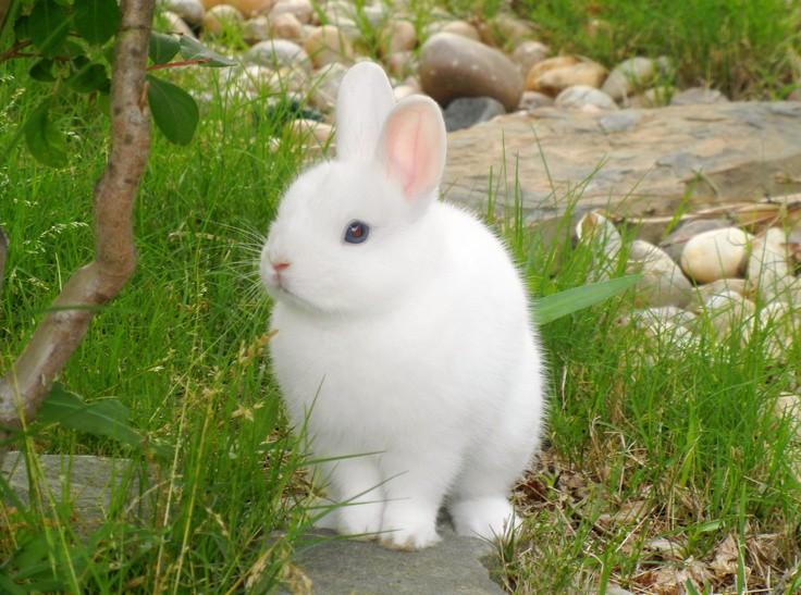 กระต่ายเนเธอร์แลนด์ดวอร์ฟ