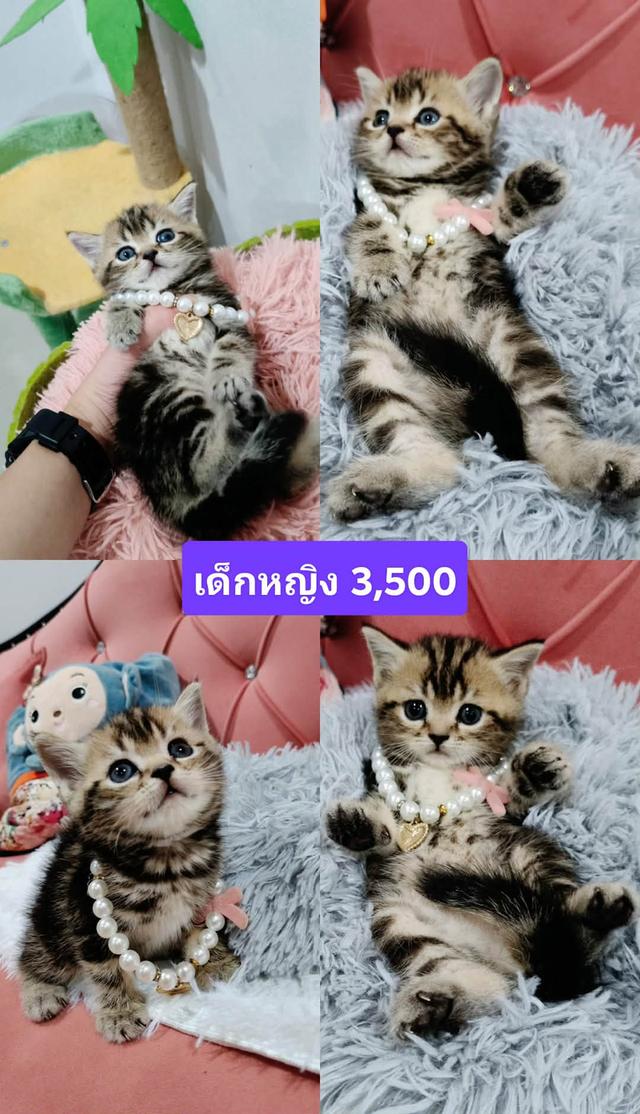 เด็กหญิง พร้อมย้าย🏠🏠😻😻 สุขภาพแข็งแรง