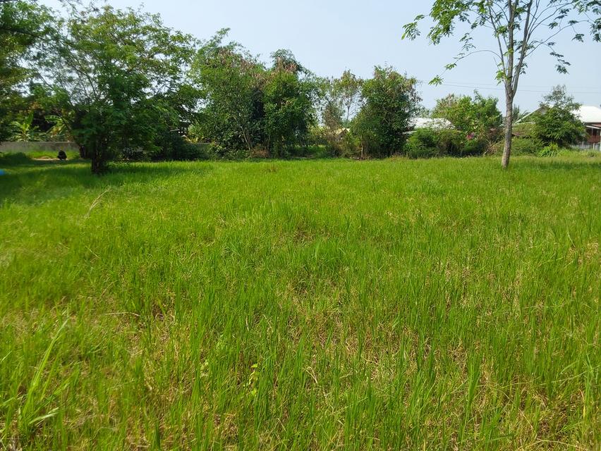 ที่ดินขอนแก่น 3 ไร่ 264ตร.วา 490,000บาท/ไร่ โซนท่าพระ-ดอนหัน อ.เมือง 1