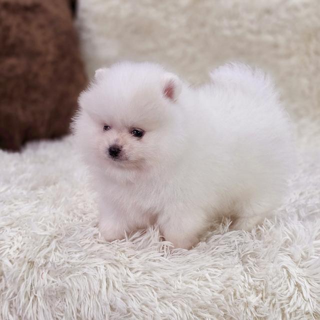 น้องสโนว์ปอมขาวหน้าหมีสุดหล่อ