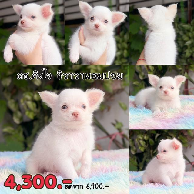 ชิวาวาผสมปอมเพศผู้ สีขาว พร้อมย้ายบ้าน