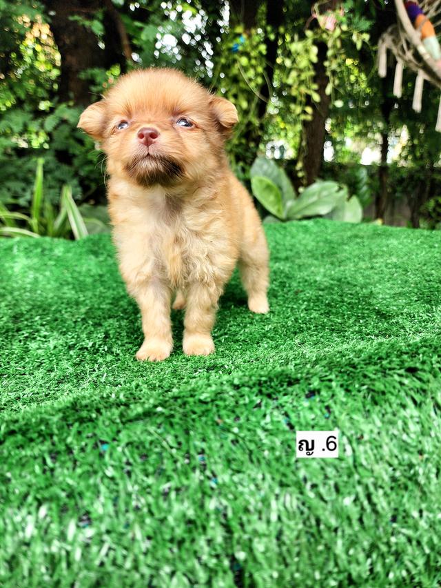 ชิวาวาผสมปอม ไซส์เล็กอุดร รูปที่ 8