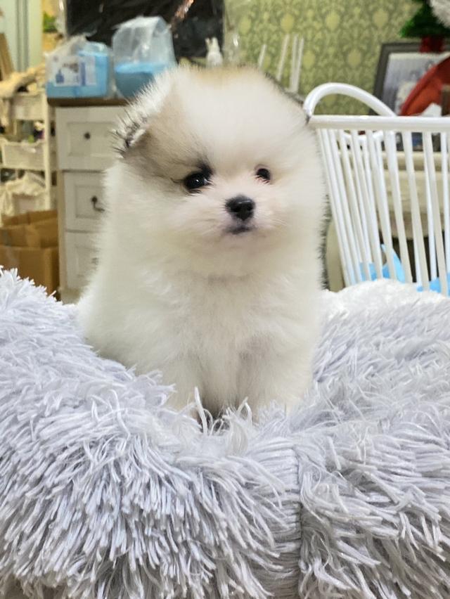 ลูกปอมแท้ น่ารัก แข็วเเรง สุขภาพดี มาดูตัวจริงได้นะคะ รูปที่ 6