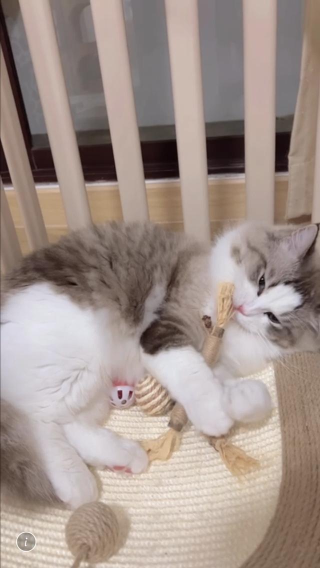 แมวแร็กดอล ตัวผู้อายุ2ขวบพ่อพันธุ์ รูปที่ 2