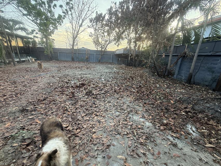 ปล่อยเช่าที่ดินในกรุงเทพ รูปย่อยที่ 2