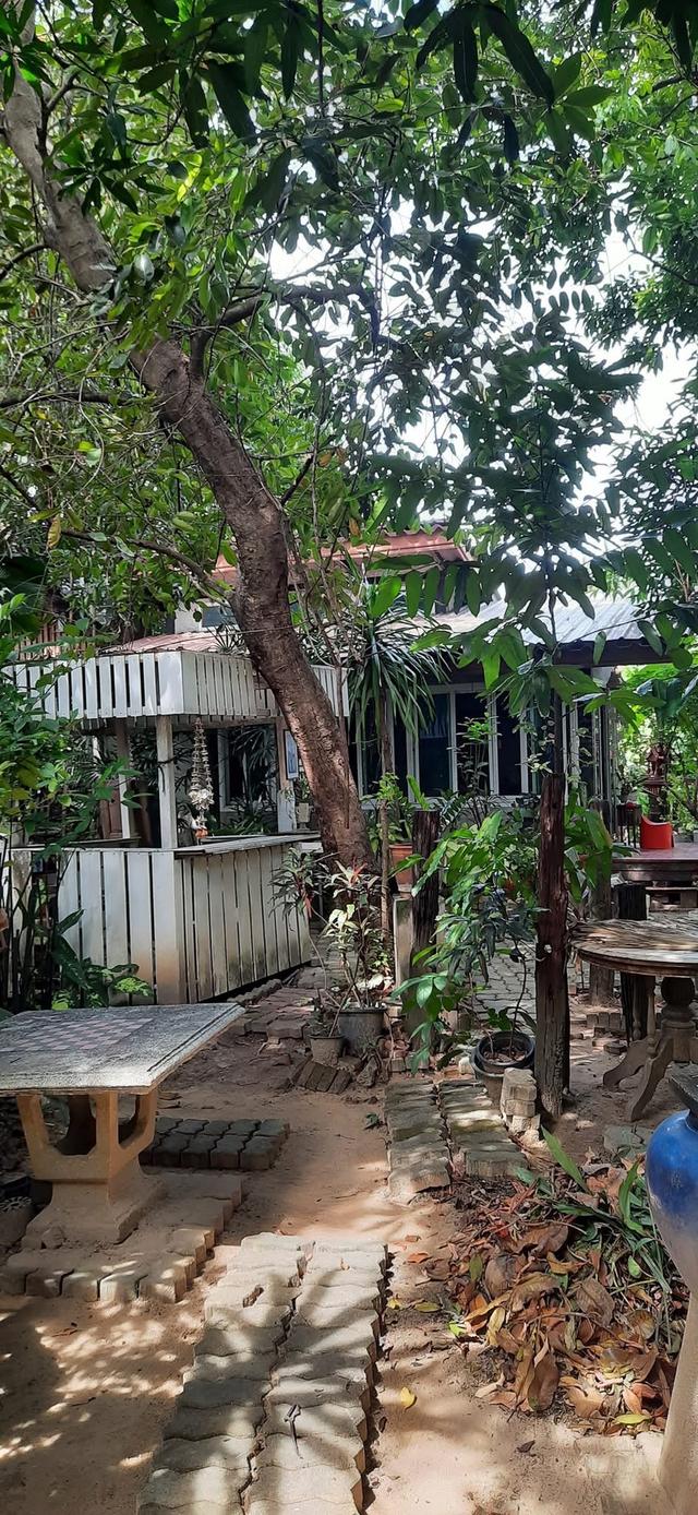 "ขายครับเจ้าของขายเอง"🏡บ้านสวนตลิ่งชัน พุทธมณฑลสาย1/22 พร้อมสิ่งปลูกสร้างบ้าน3หลัง1หลังสร้างด้วยไม้สักทองครับเนื้อที่235ตร.ราคาขาย40M. 5