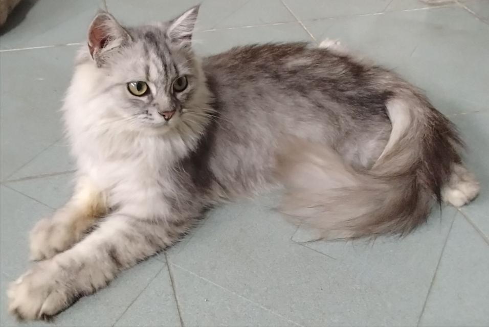 น้องแมวพันธุ์ พ่อหิมาลายัน ผสม แม่ชินชิล่า เพศชาย