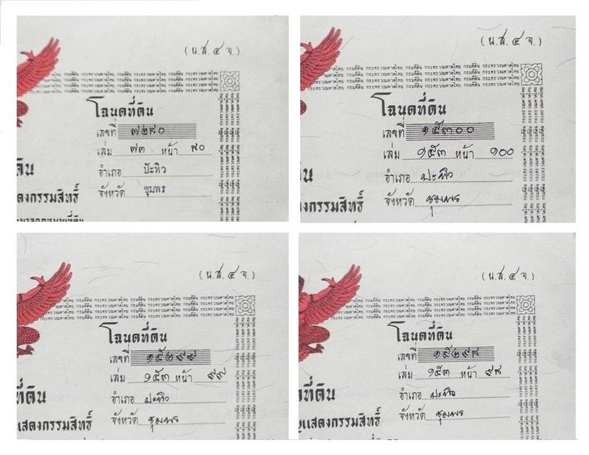 ขายสวนปาล์มสวนยาง โฉนด 25 ไร่ สะพลี ปะทิว ชุมพร 16