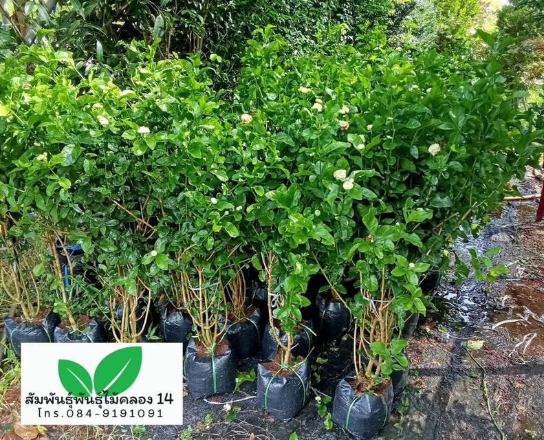 มะลิซ้อน ต้นมะลิซ้อน