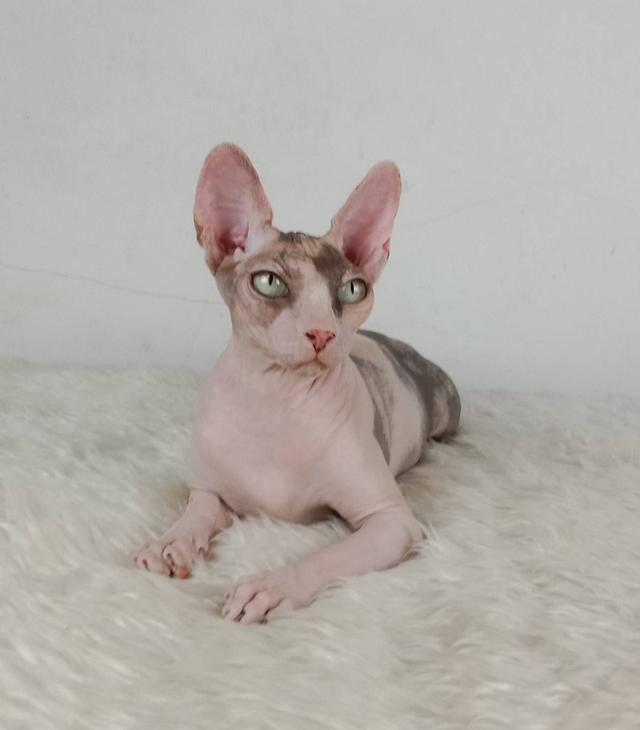 21.แมวสฟิงซ์/เพศเมีย หาบ้าน Sphynx Cat/Female looking for a new home 2