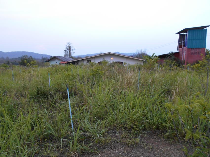 ขายที่ดิน 10 ไร่ พร้อมบ้าน ติดลำห้วย 3 สาย ต.บ้านบึง อ.บ้านคา จ.ราชบุรี 14
