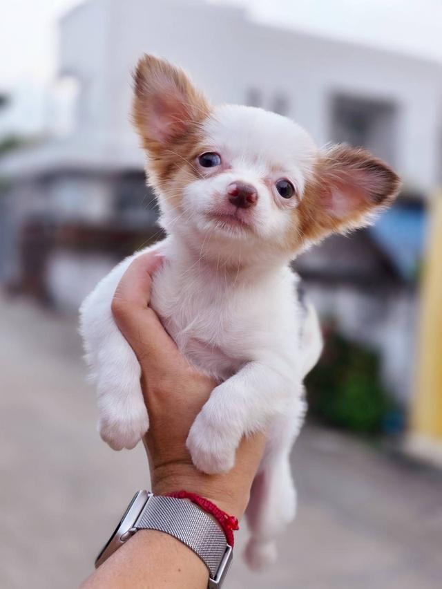 ชิวาวาแท้ขนยาว เพศเมีย พร้อมย้ายบ้าน