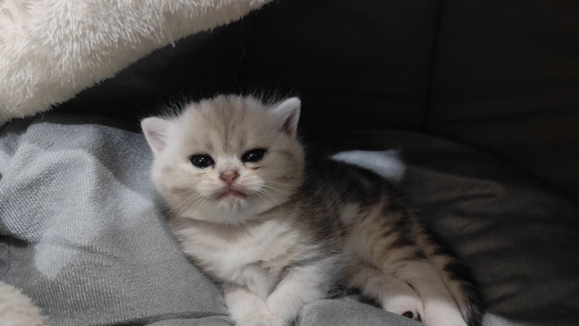 Scottish Fold (girl) 9
