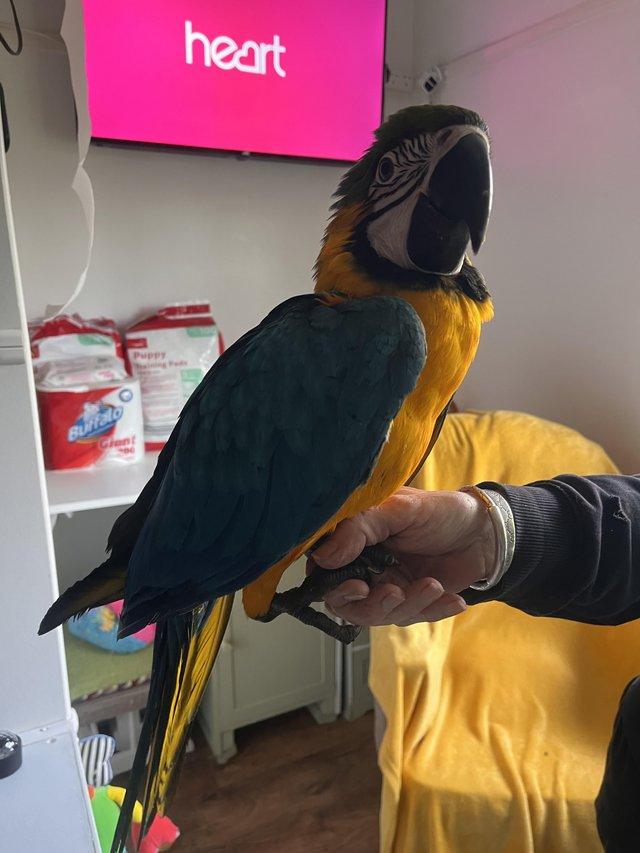 Blue and Gold Macaw Parrots For Sale