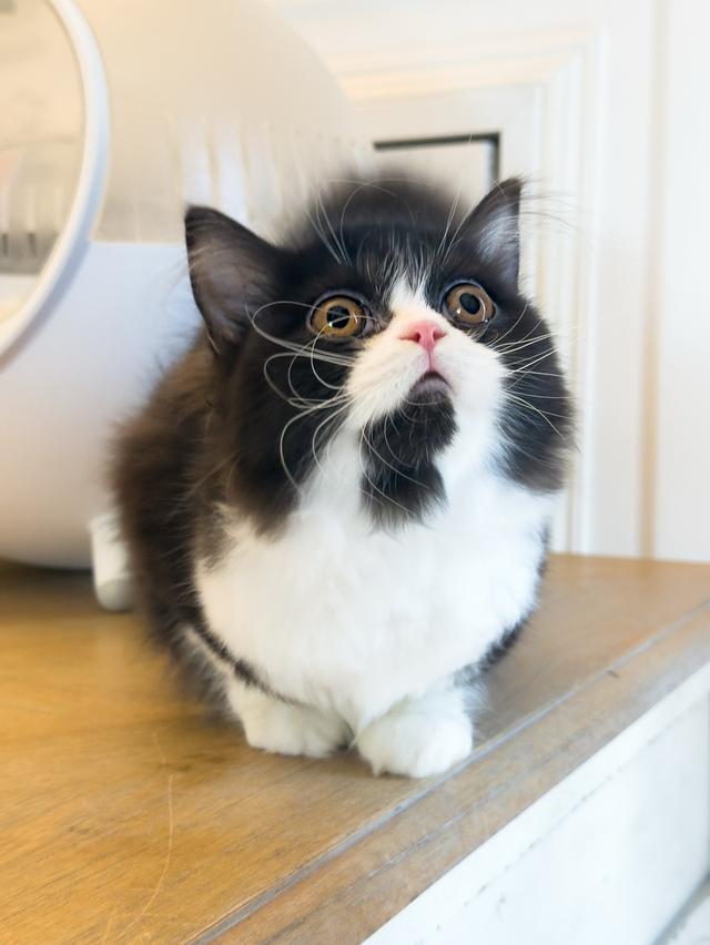 แมว Scottish fold ขนยาว รูปที่ 3