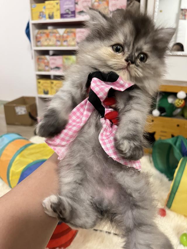 แมวเปอร์เซีย แมวสีขาว 14