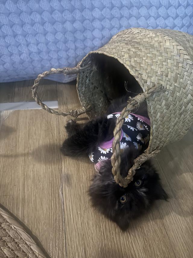 แมว สก๊อตติชผสมเปอร์เซีย 7