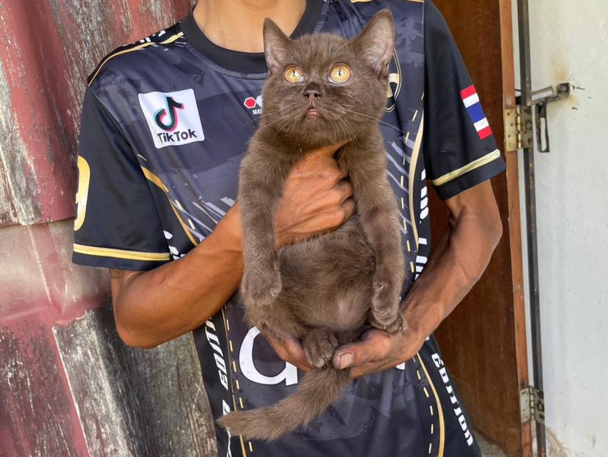 บริติช