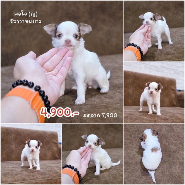 ชิวาวาแท้ ขนยาว เพศเมีย