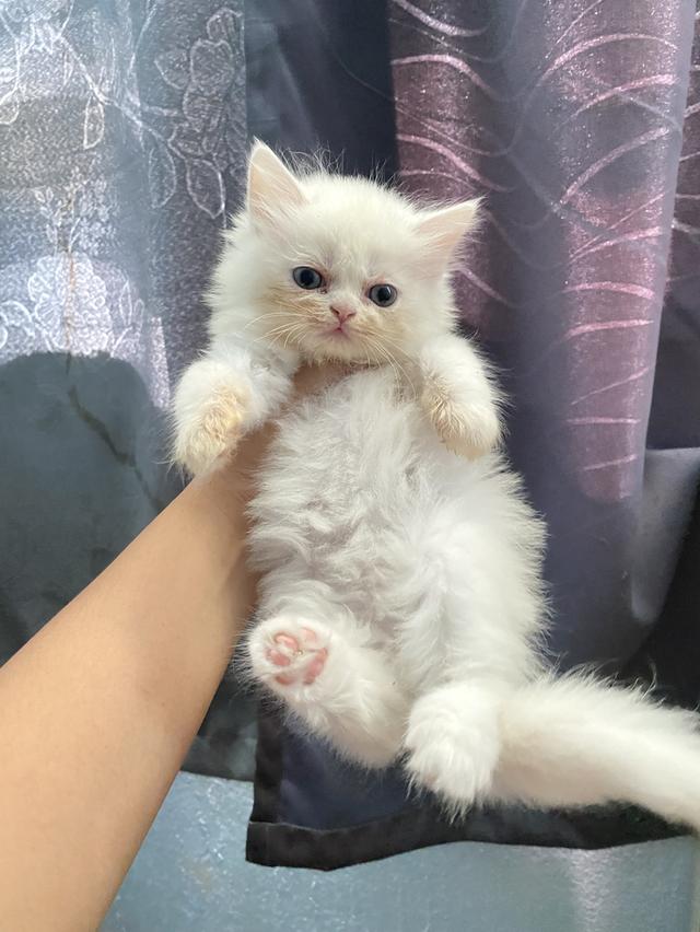 เปิดจอง น้องแมวสก็อตติช 5