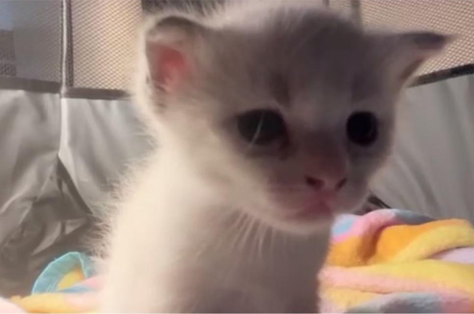 เพศ ญ ทั้งคู่ครับให้ฟรีแต่ต้องคัดบ้านนะครับ อายุ3เดือนครับ 2