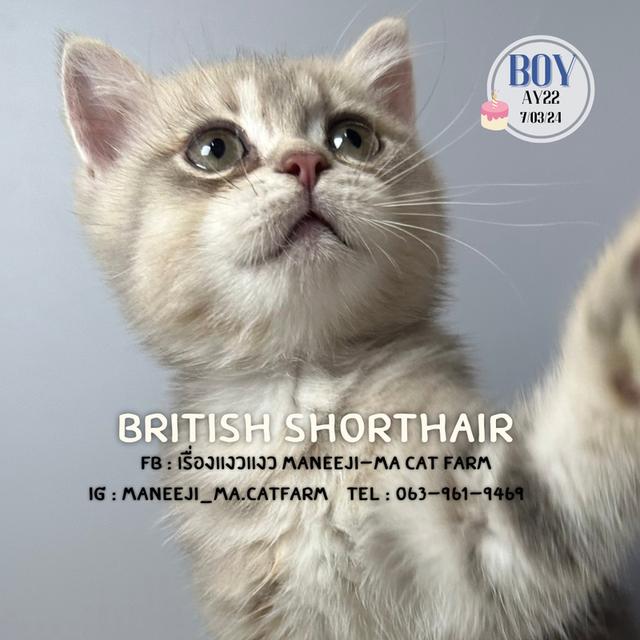 British shorthair แท้ 100% Ay22 boy 1