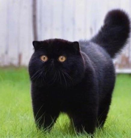 แมว อเมริกัน ชอร์ตแฮร์ สีดำ ตาเหลือ 3