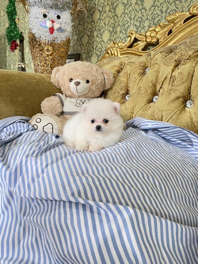 ลูกปอมเมอเรเนียนแท้ ราคาเบาๆ