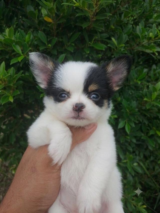 ชิวาวาไซค์เล็กขนยาว น่ารัก รูปที่ 2