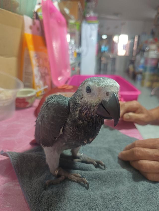นกแก้วพูดได้